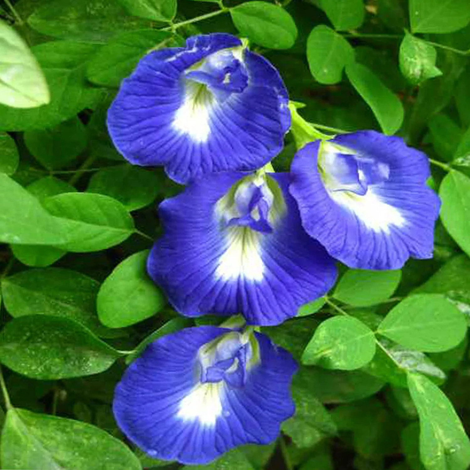 Image of GREENLEAVESSHOP Aparajita / Butterfly Pea Plant sapling