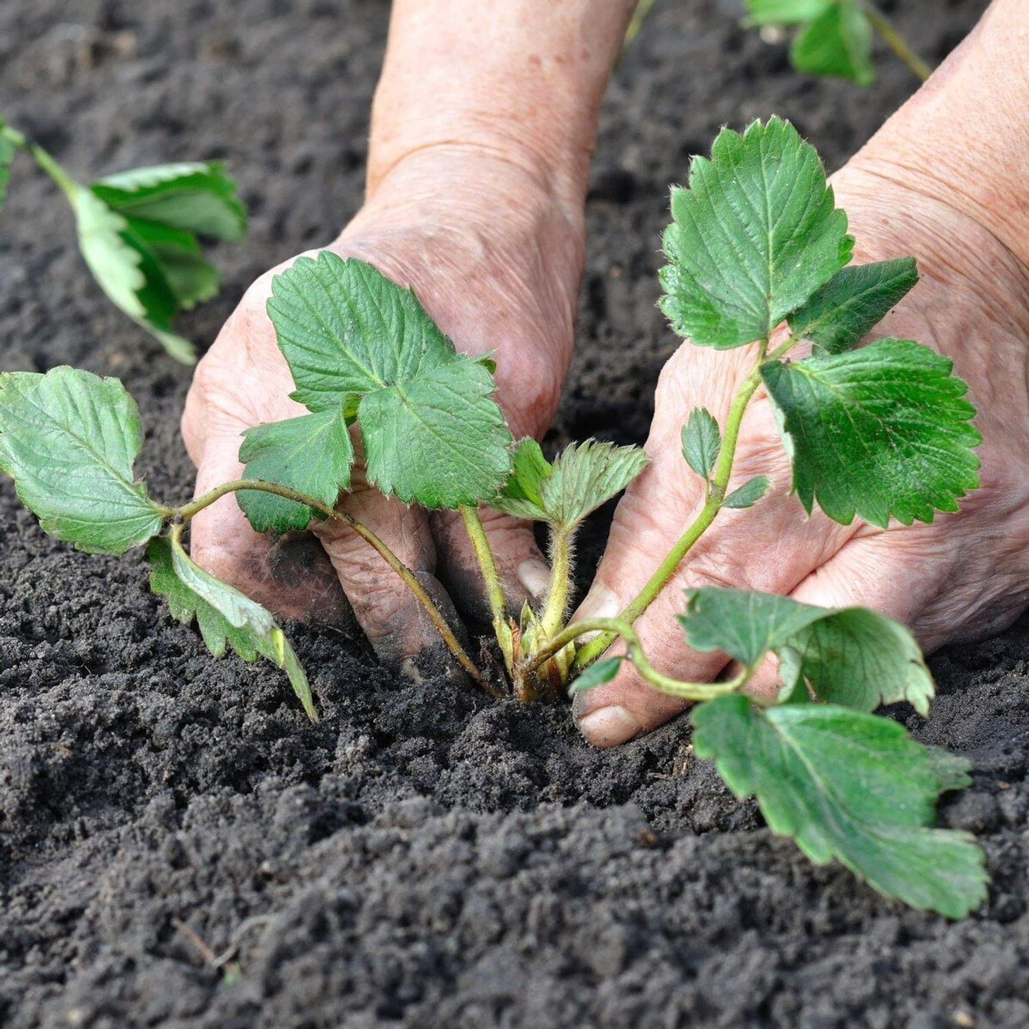 Image of Wrenna Strawberry Plant