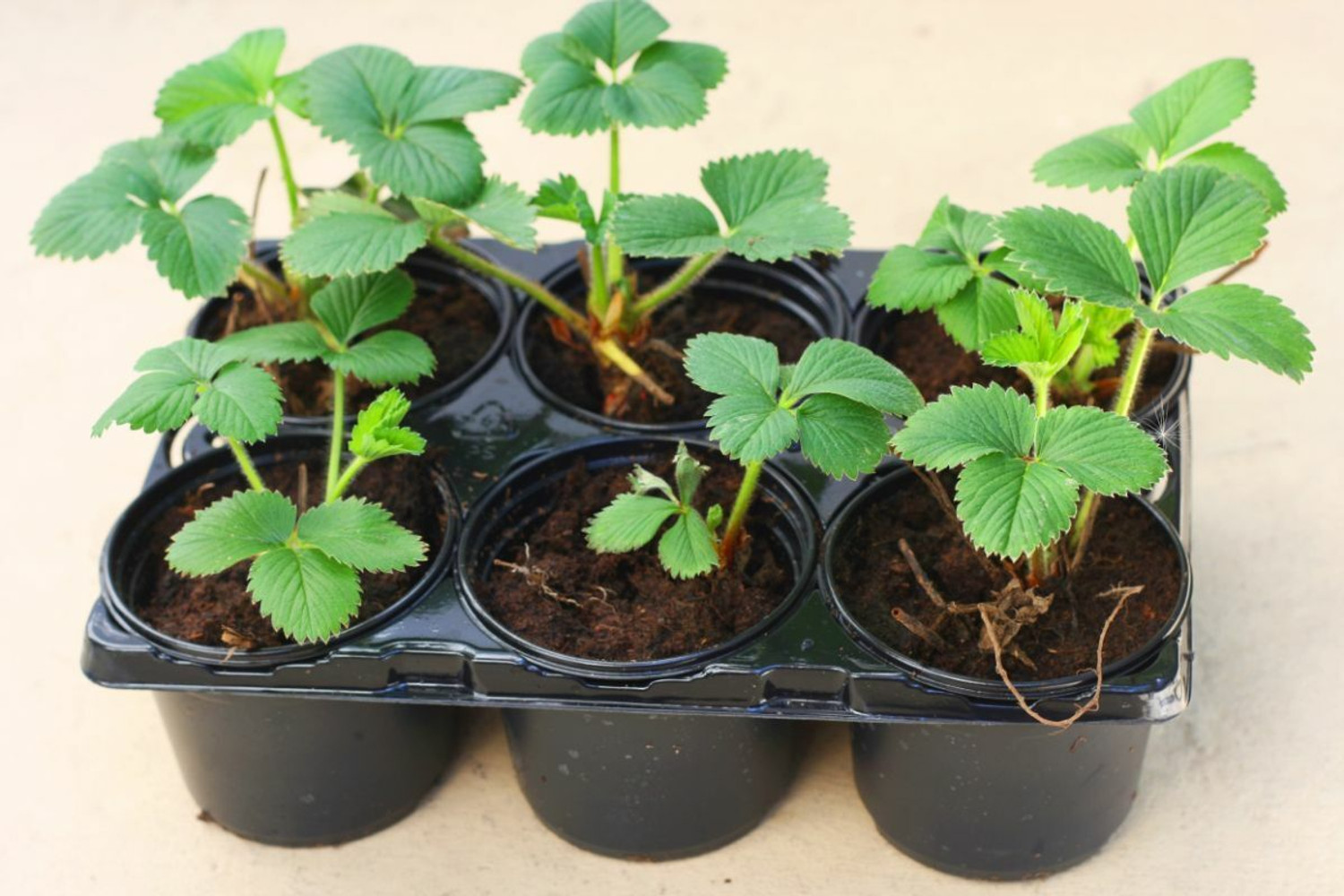 Image of Wrenna Strawberry Plant