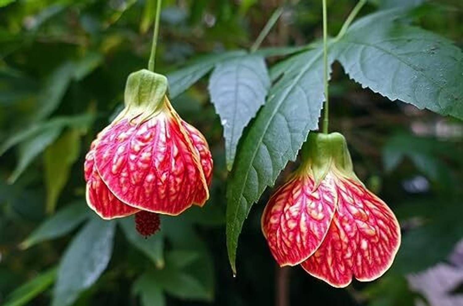 AquinnahGaden Hibiscus Plant  sapling