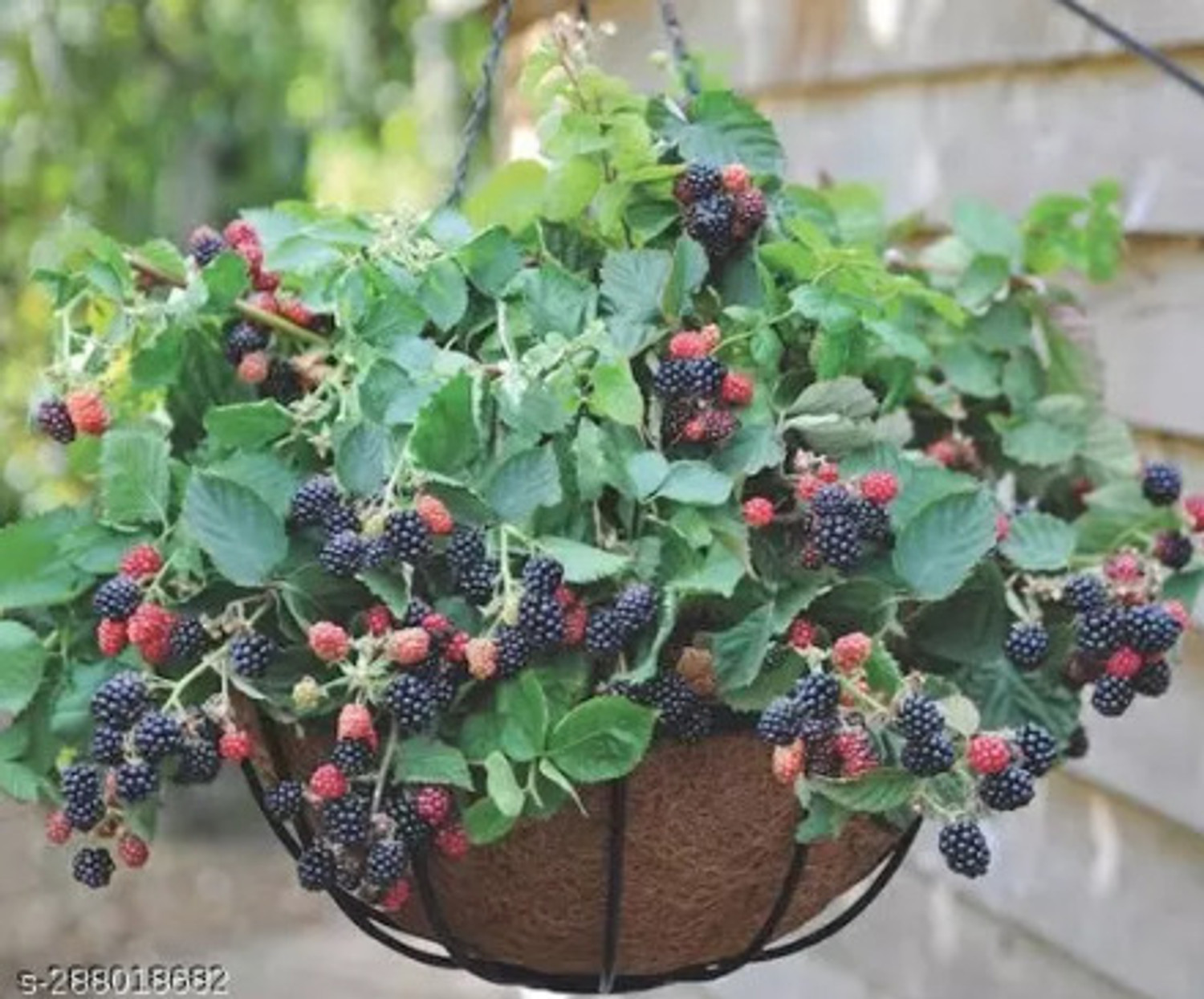 Image of Thiland Shahtoot /Mulberry Plant sapling