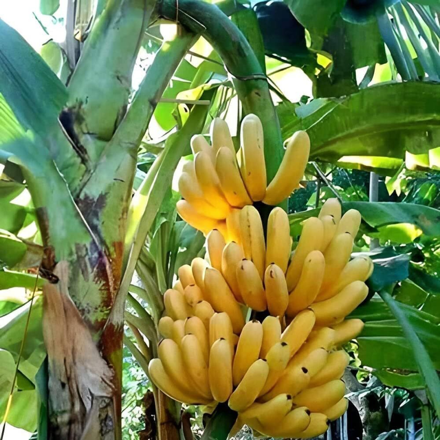 Image of Cloud Farm Banana Plant sapling