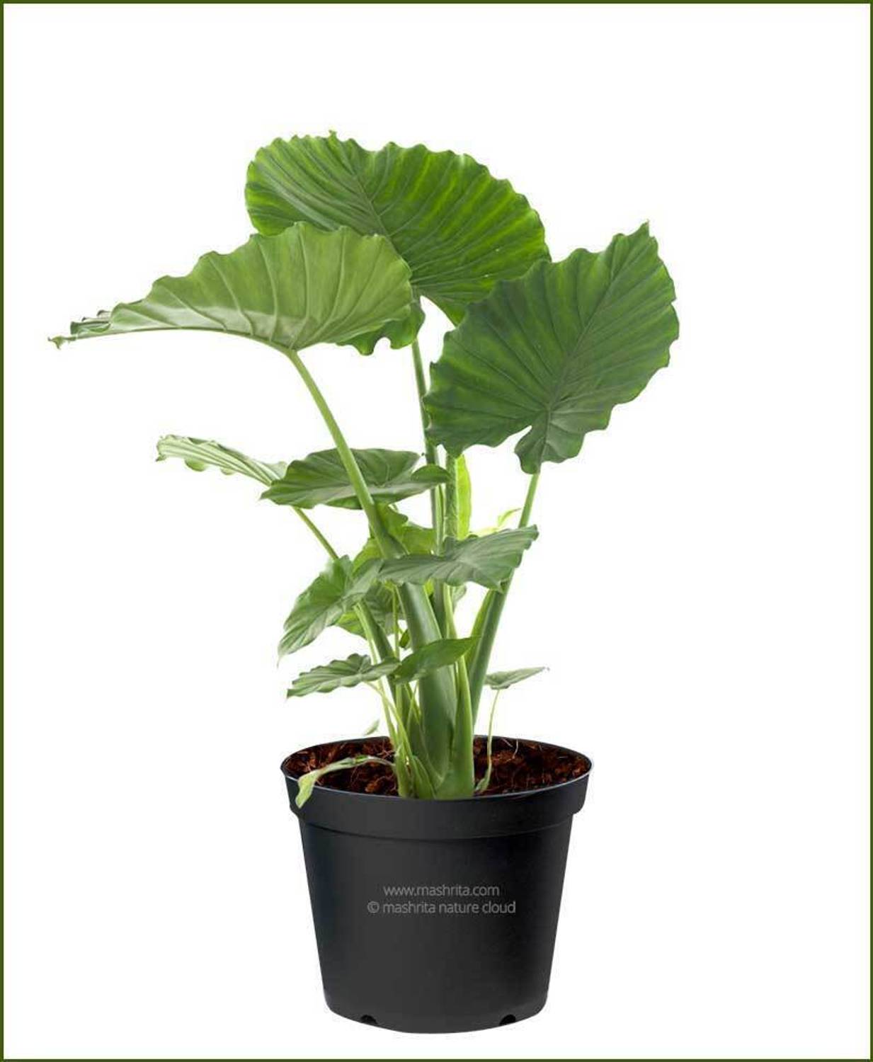 ABEFARIYA Alocasia Plant  sapling