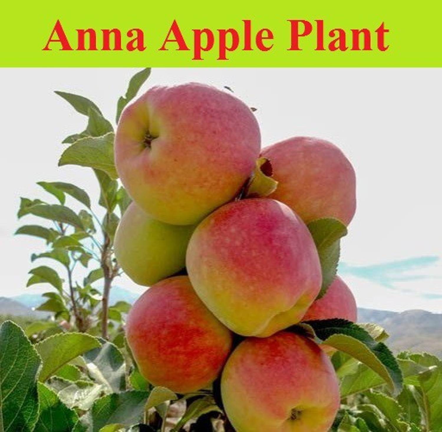Aquinnah Apple Plant sapling