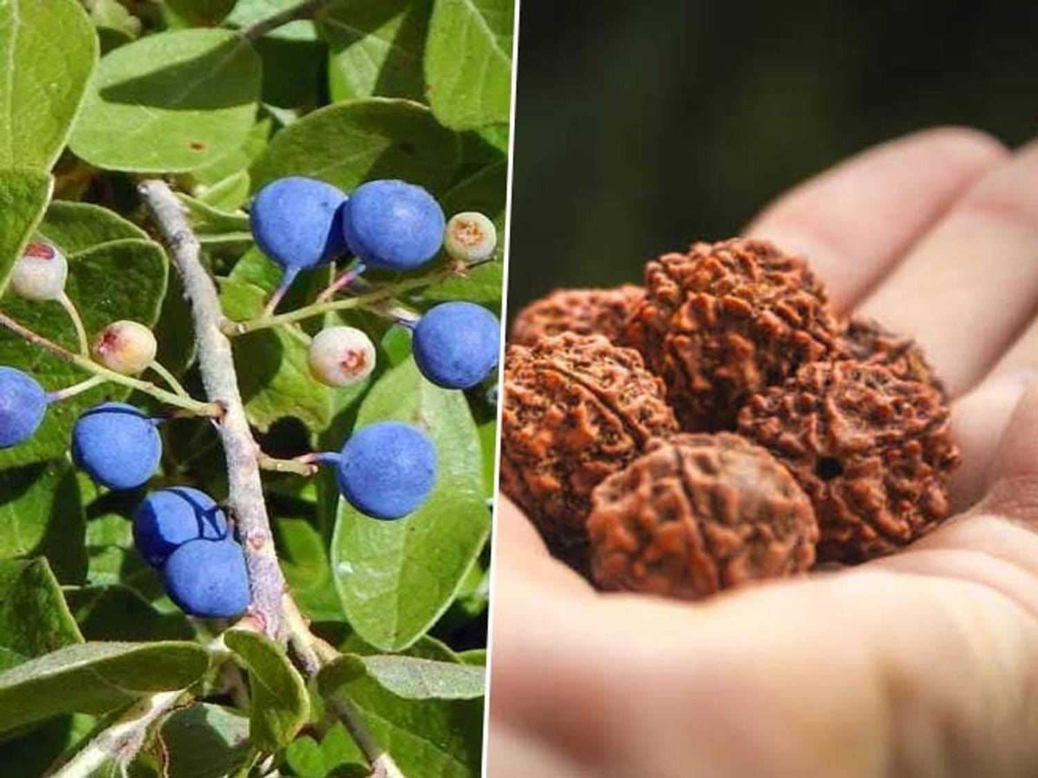 AloGardening Rudraksha Plant sapling