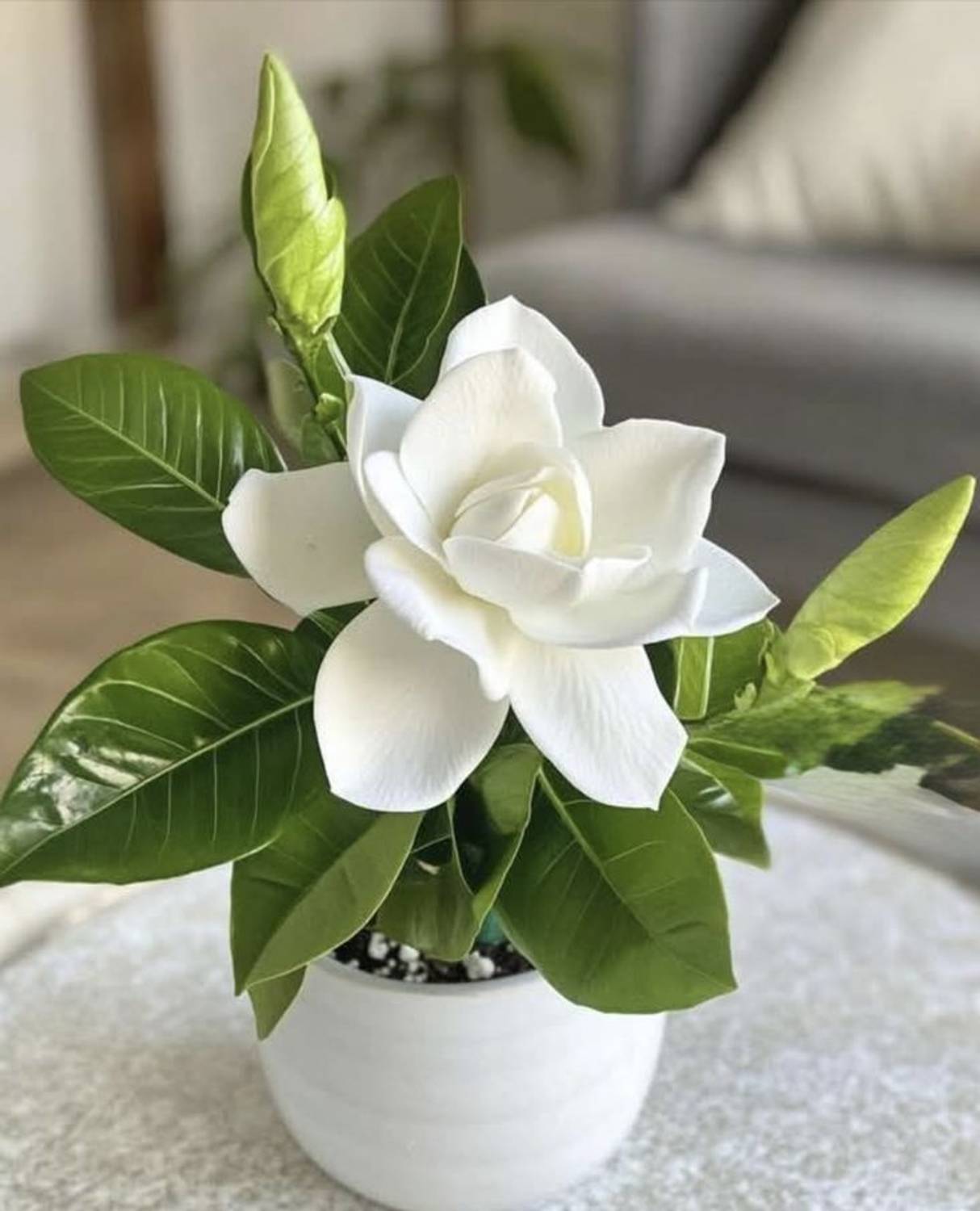 AMBRUZZ Jasmine Plant  sapling