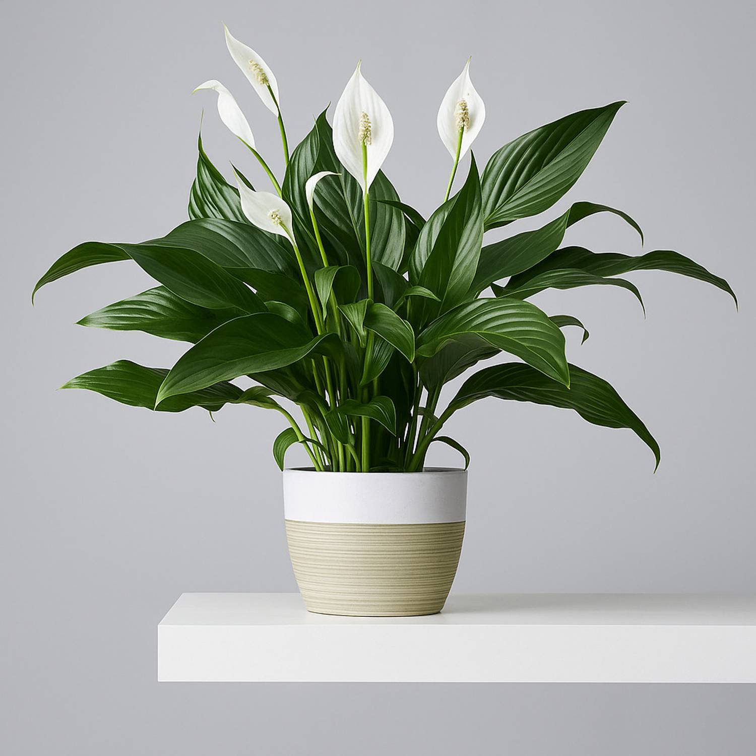 BloomShadow Peace Lily Plant sapling