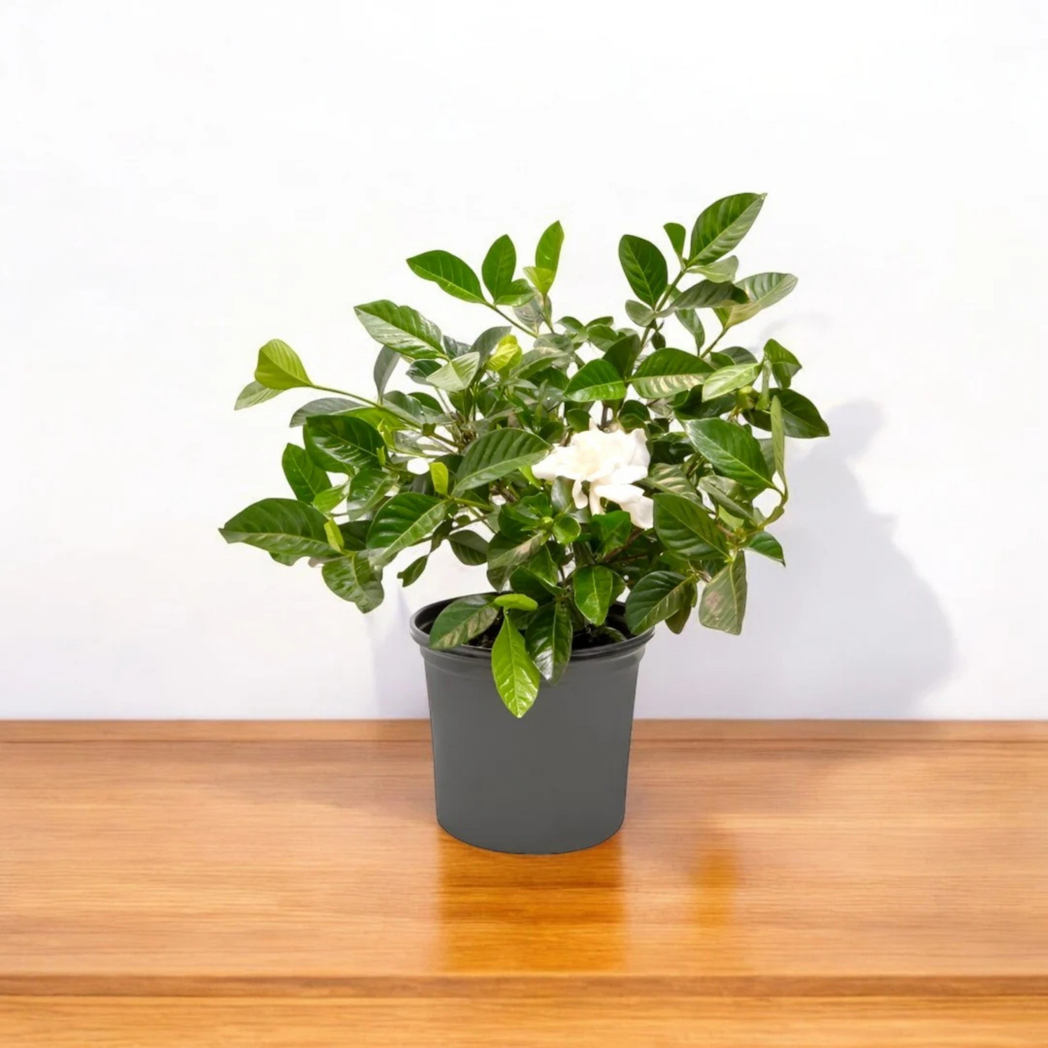 Image of GREENLEAVESSHOP Jasmine Plant sapling
