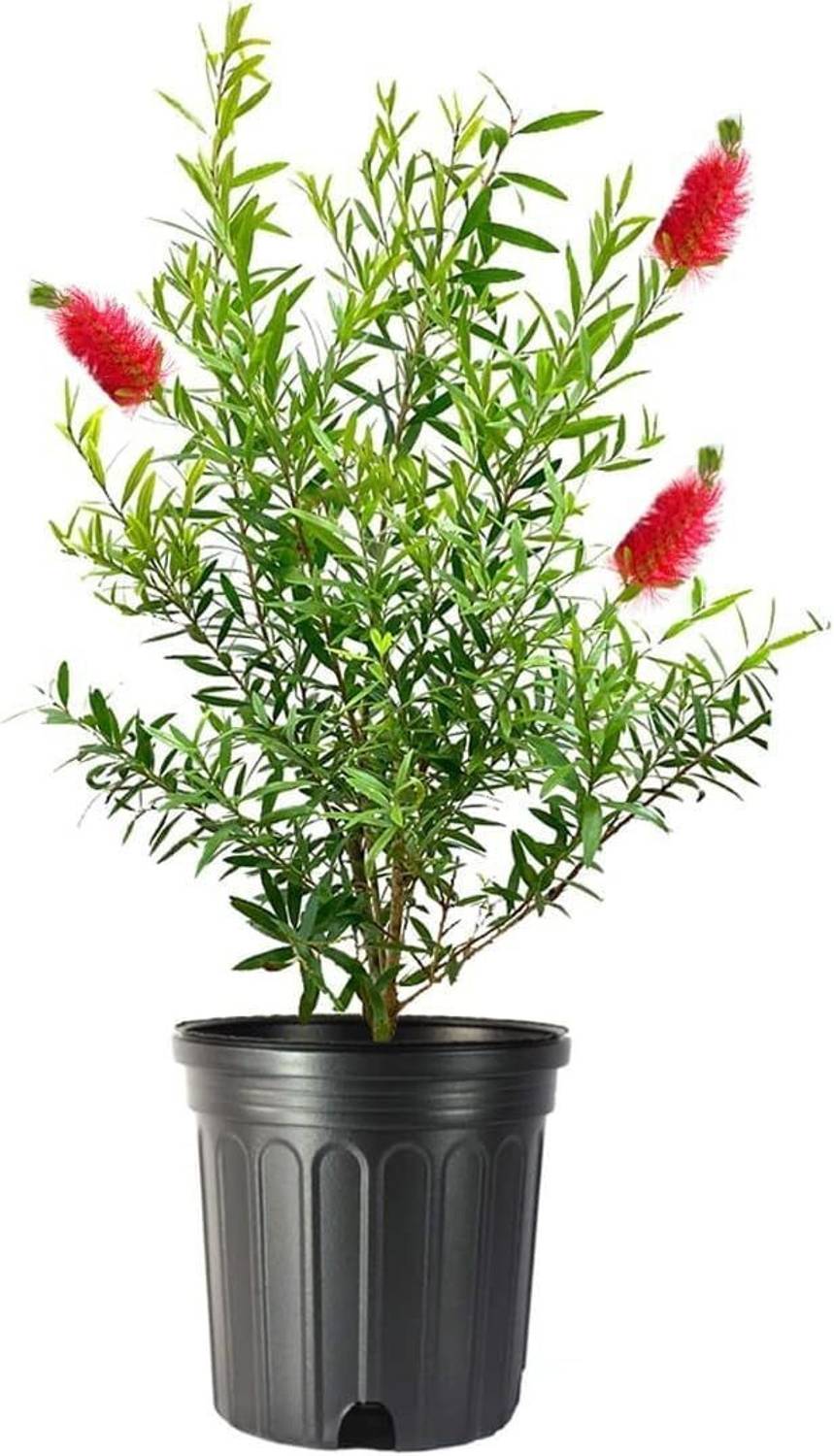 Bottlebrus Bottle Brush Plant  sapling