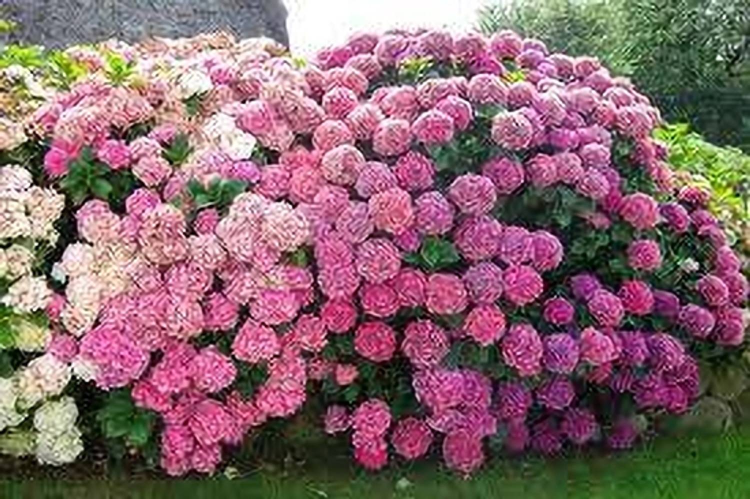 no-annual-yes-hydrangea-1-