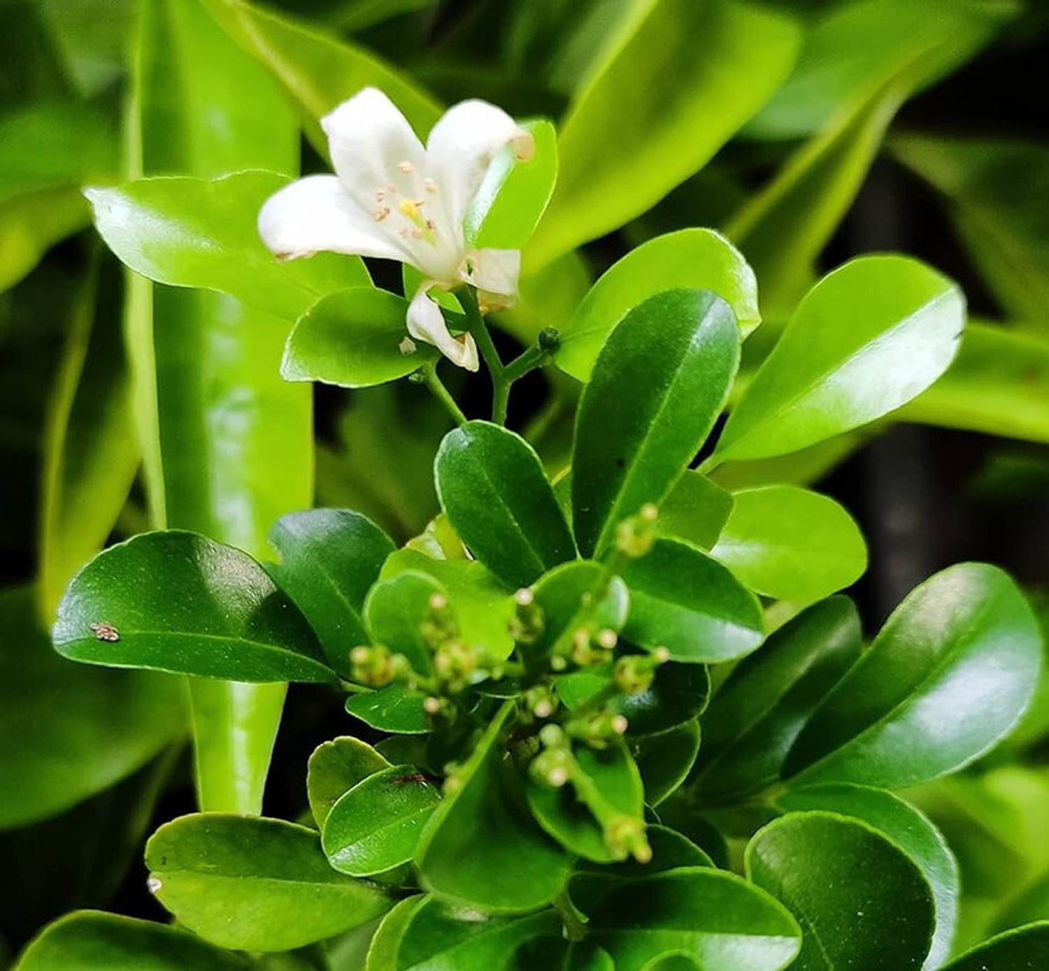 Image of FELCHARIES Madhu Kamini Plant
