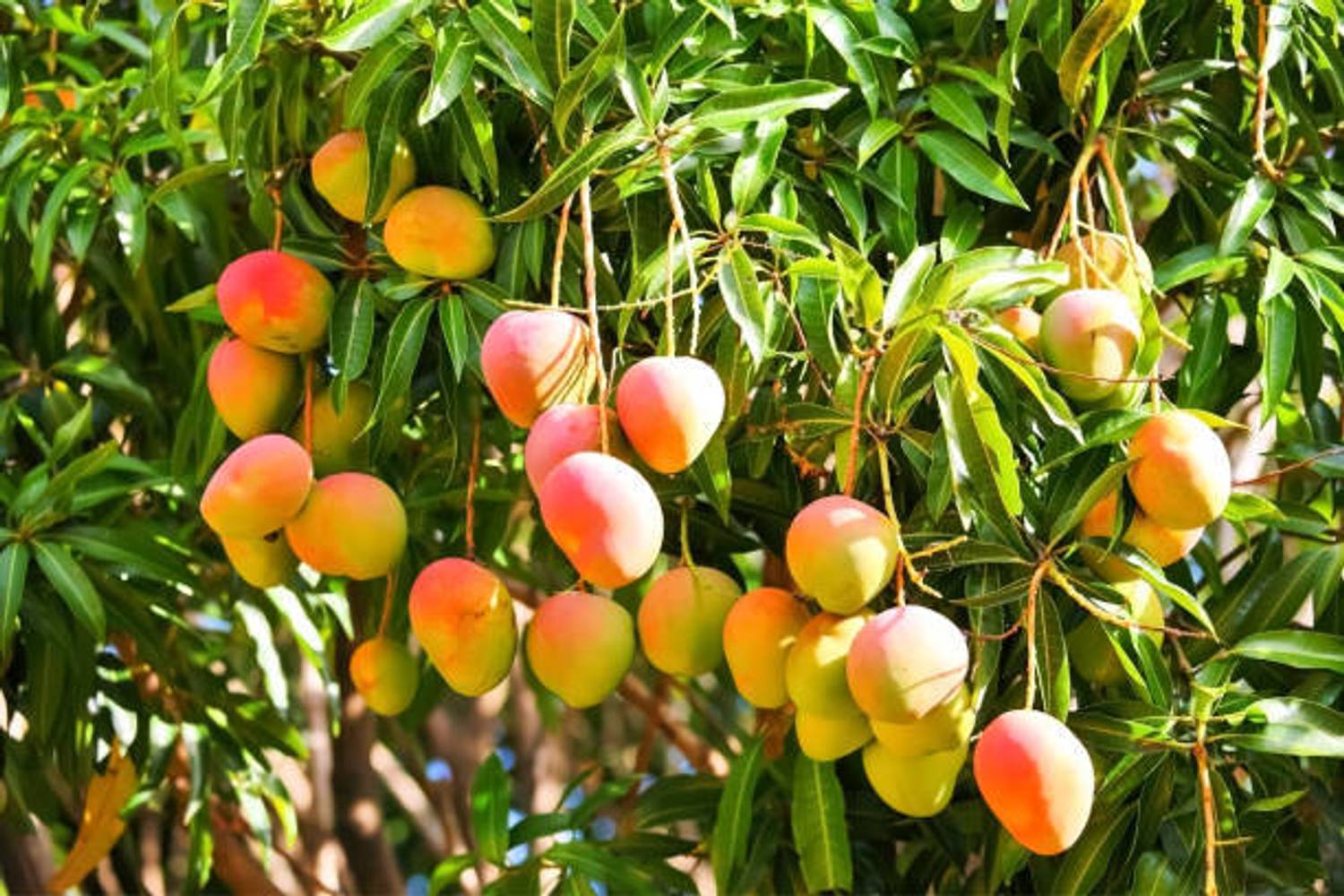 alphonso langda chousa mango Mango Plant sapling