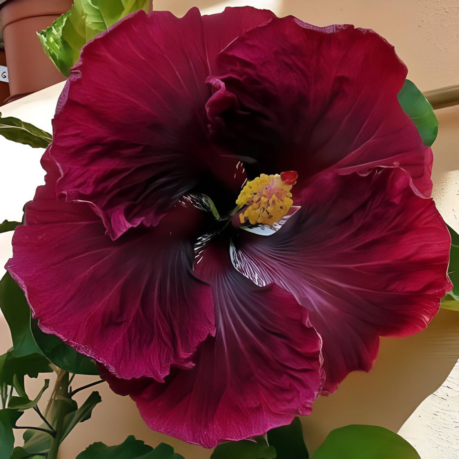ALOCHUZ Hibiscus Plant sapling