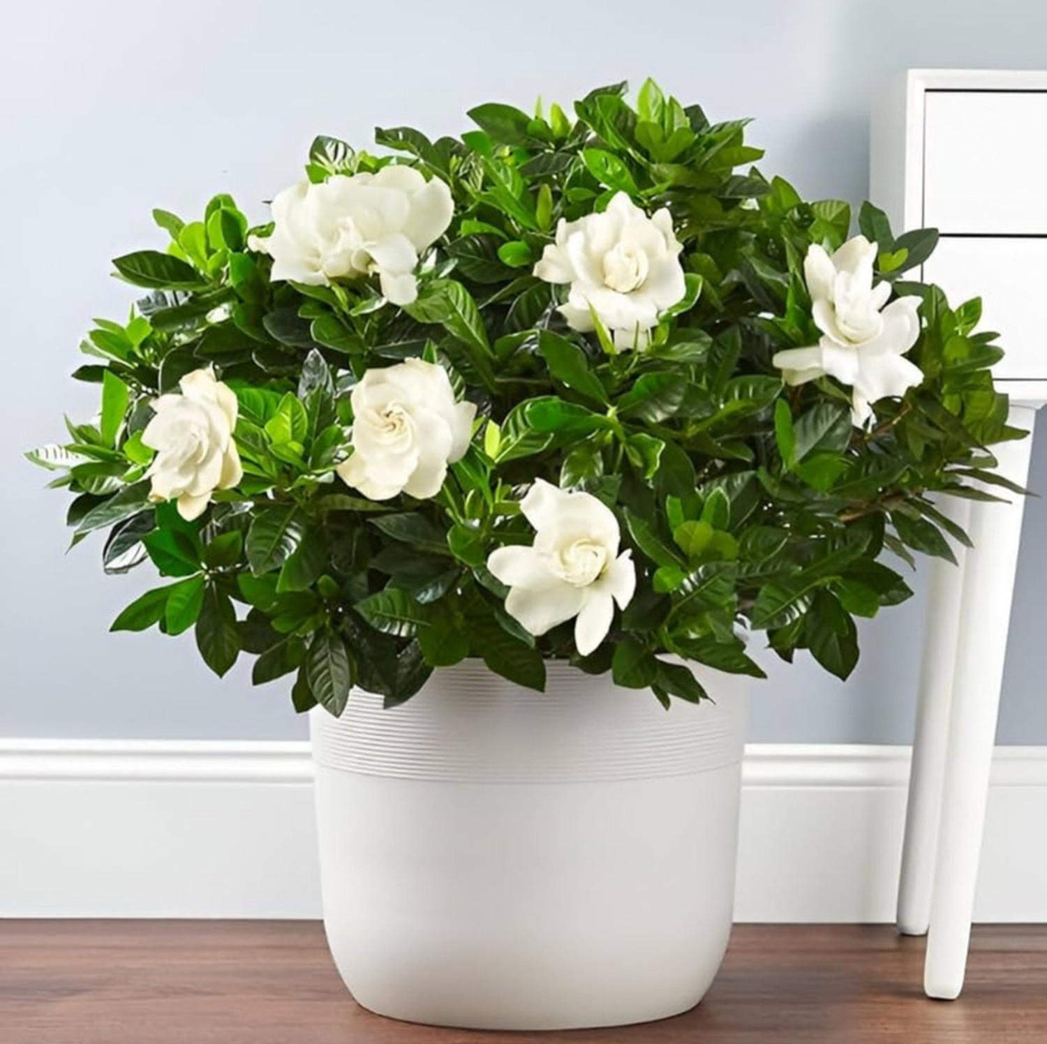 Image of GREENLEAVESSHOP Jasmine Plant sapling