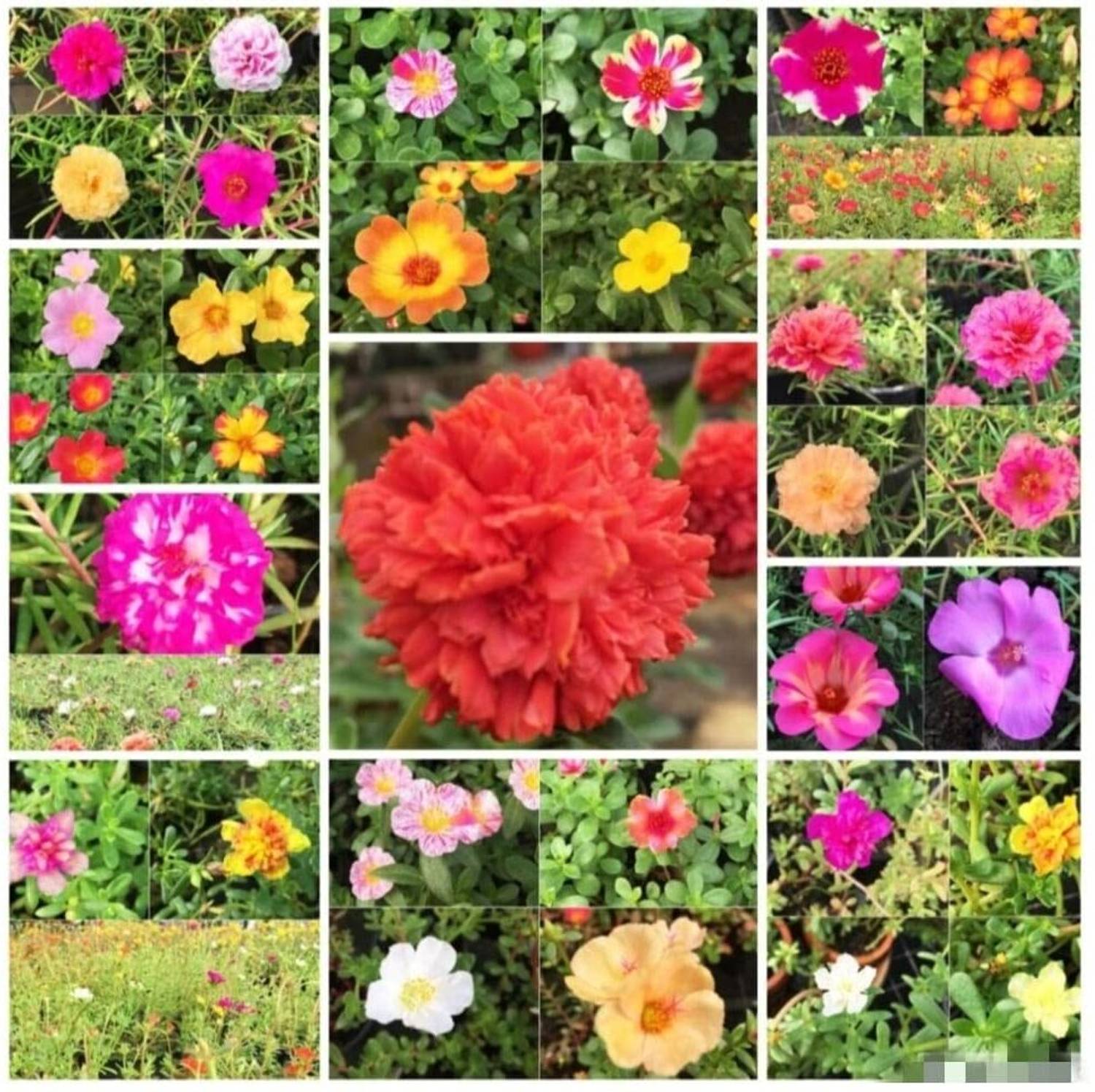 Asha Groups Portulaca Plant sapling
