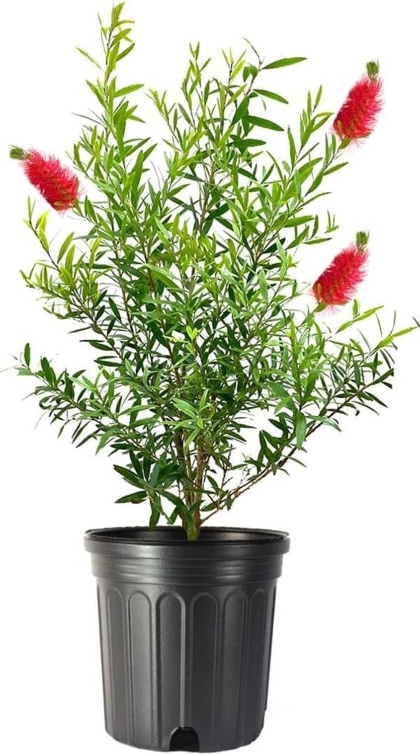 Bottlebrus Bottle Brush Plant  sapling