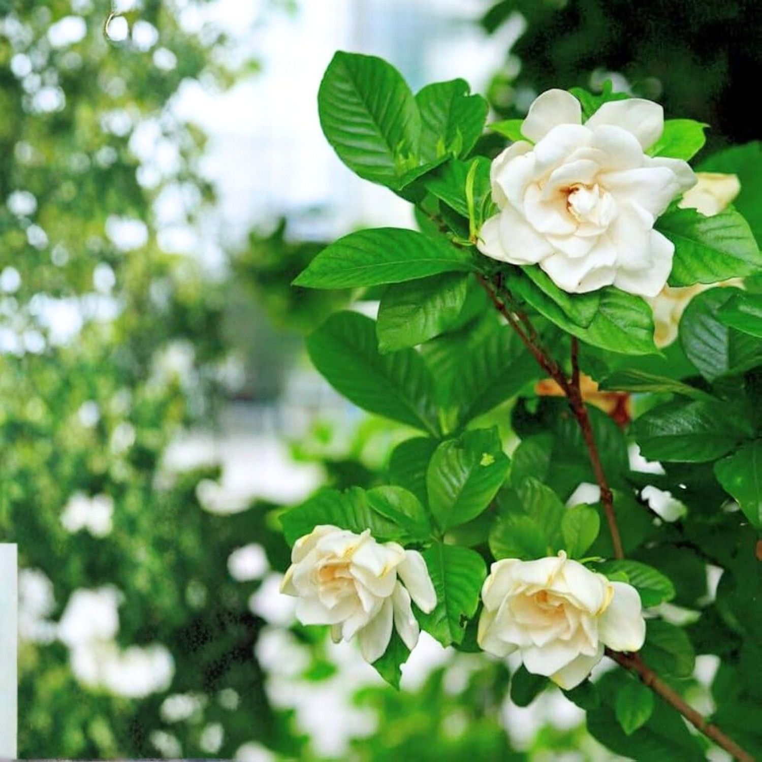 Image of GREENLEAVESSHOP Jasmine Plant sapling