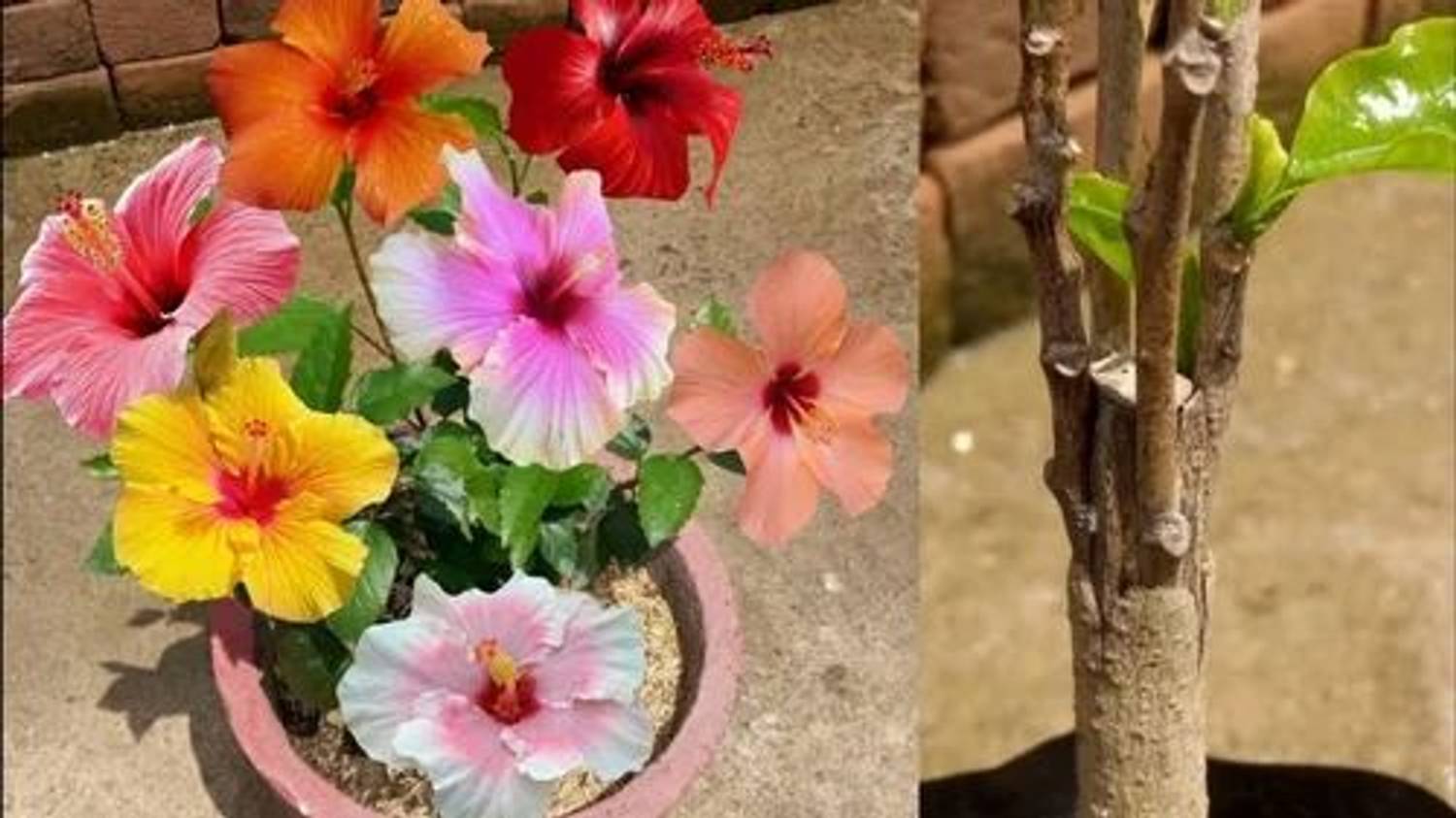 AMBRUZZ Hibiscus Plant  sapling