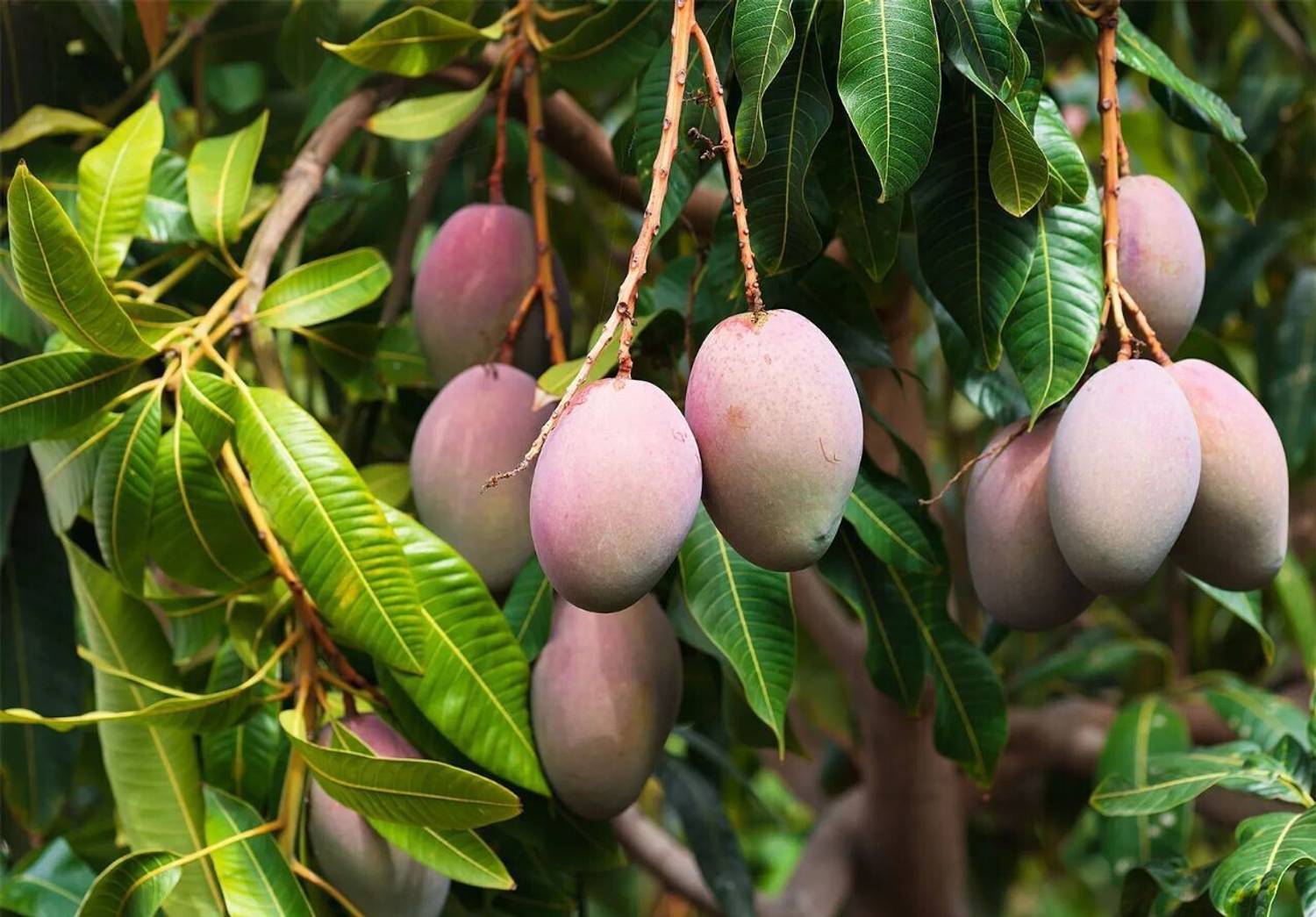 amrapali Mango Plant sapling
