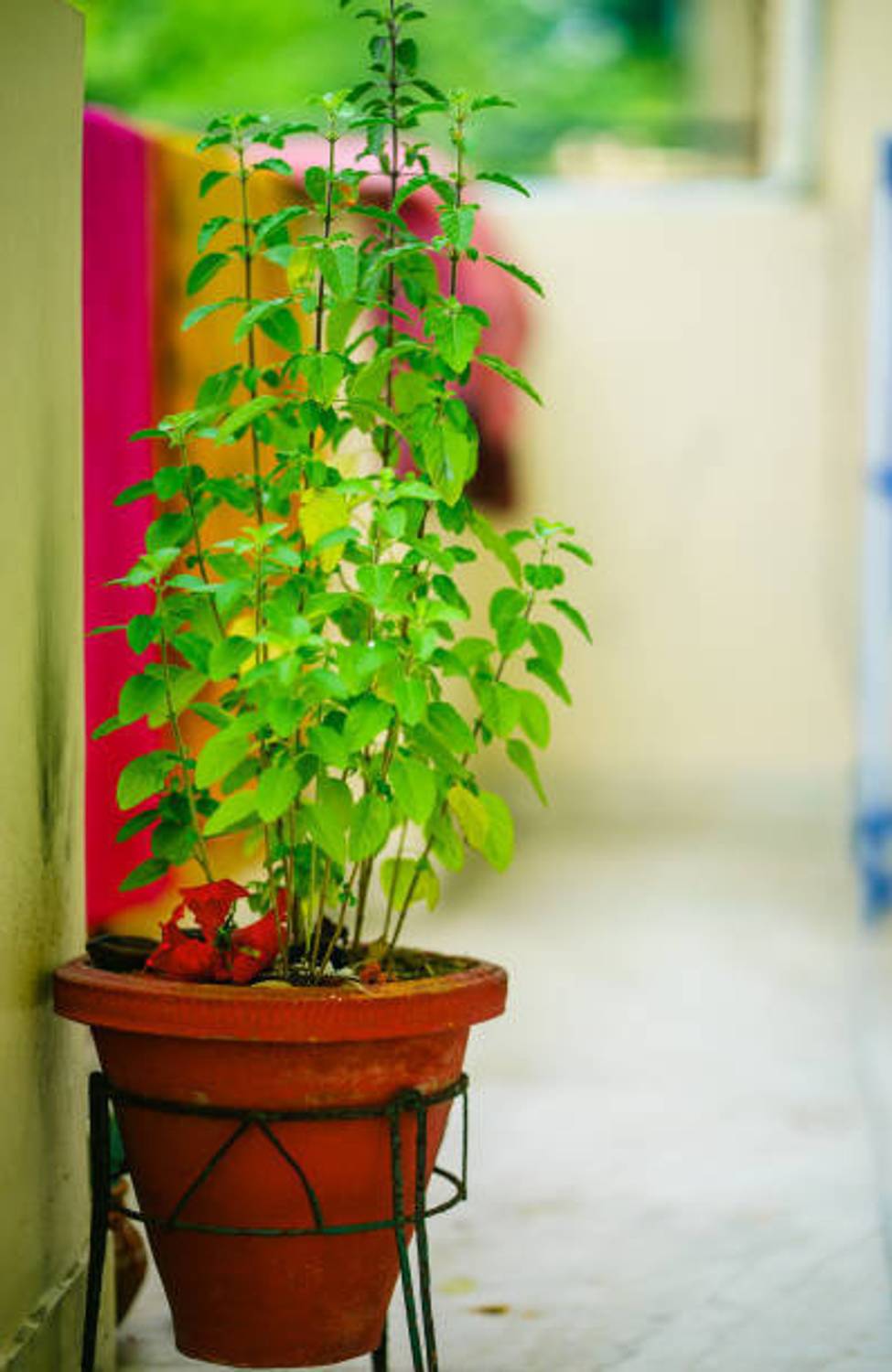 AICHPLANTSEED Tulsi Plant sapling