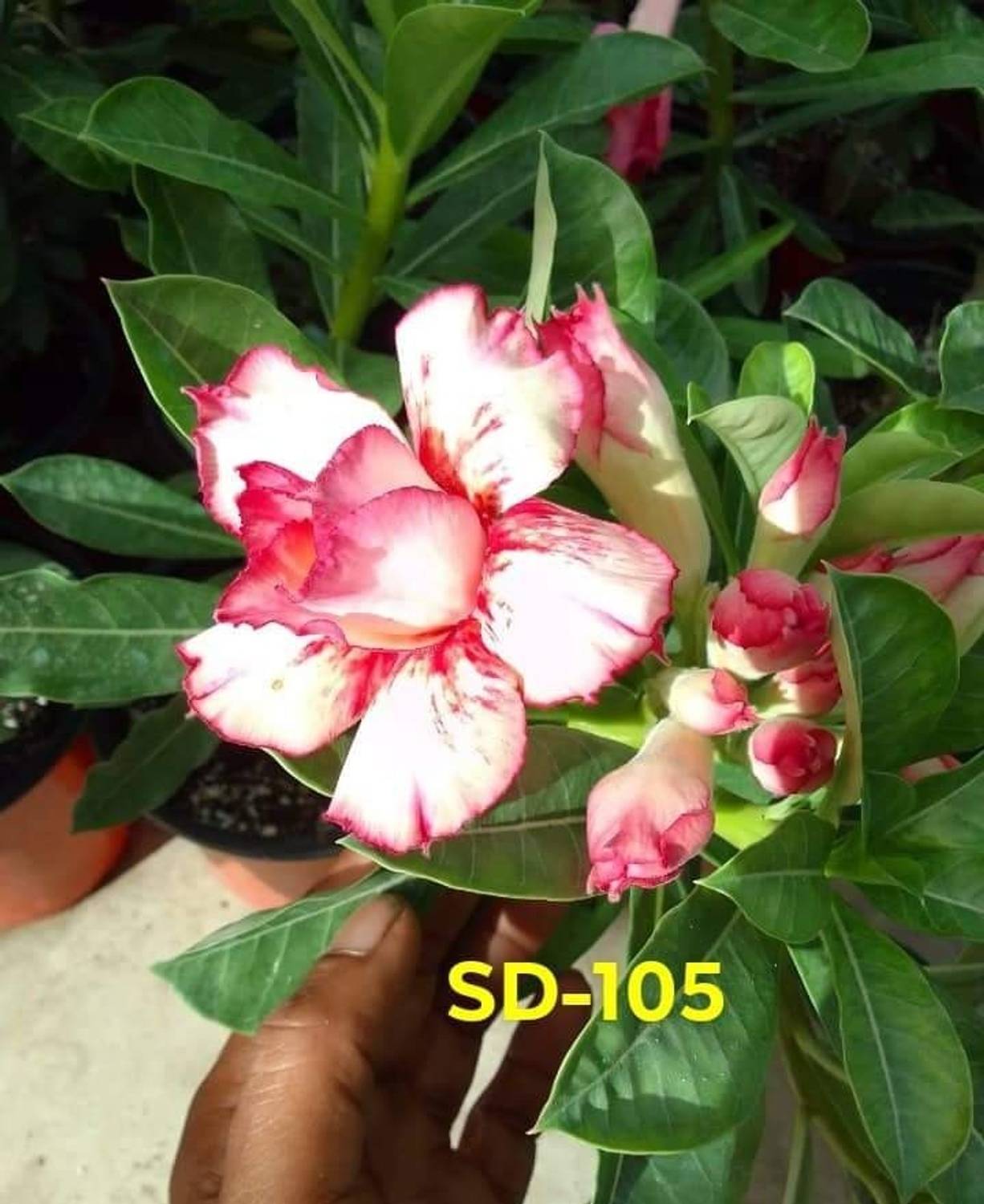 ADENIUM GRAFTED Adenium Plant sapling