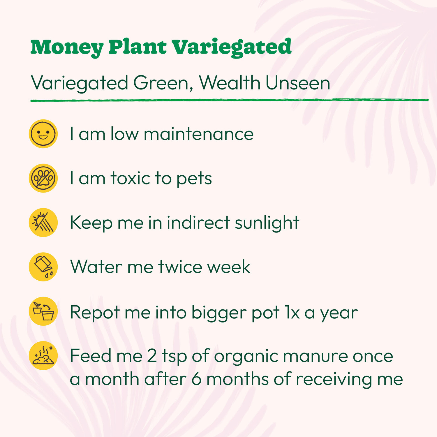Image of UGAOO Variegated Money Plant sapling