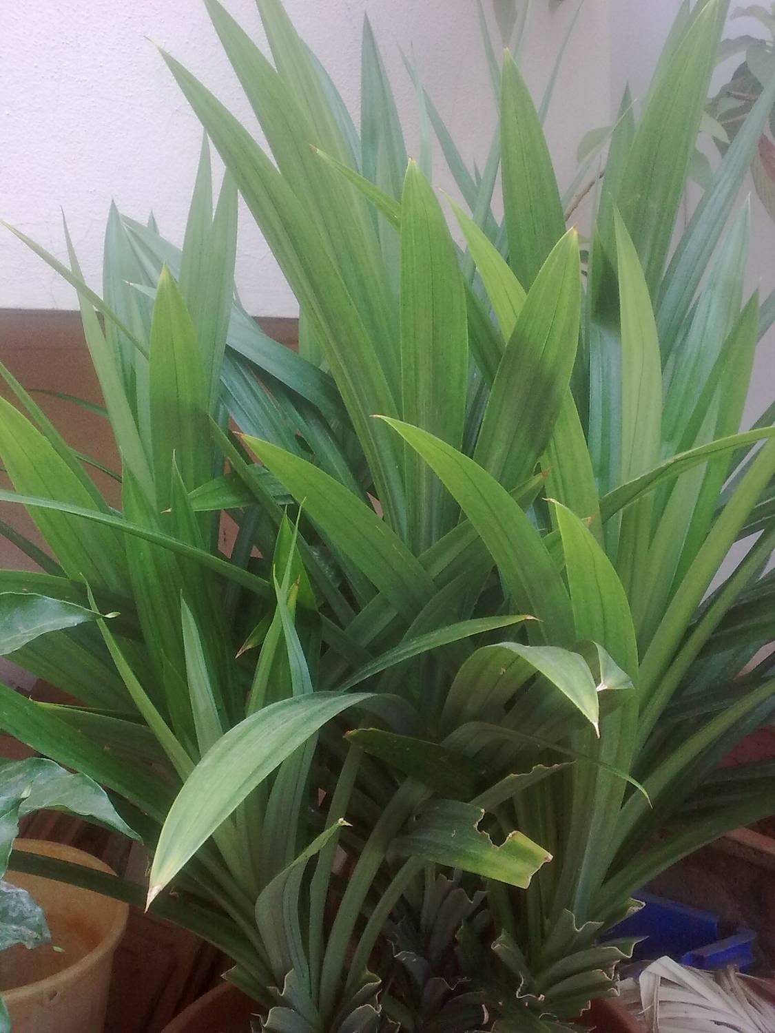 ABEFARIYA Basmati Plant  sapling