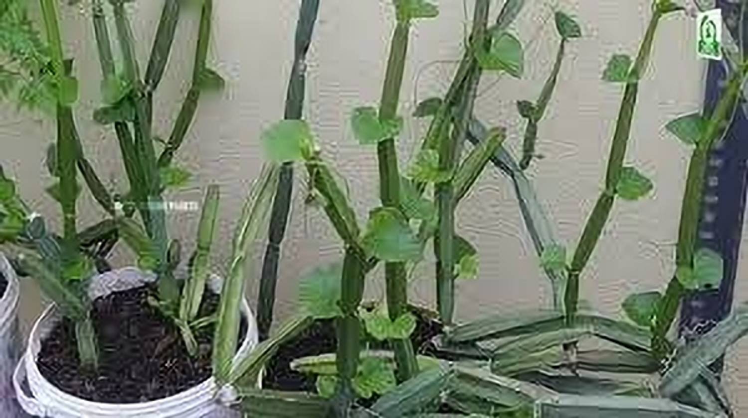 ALOCHUZ Cissus Plant  sapling