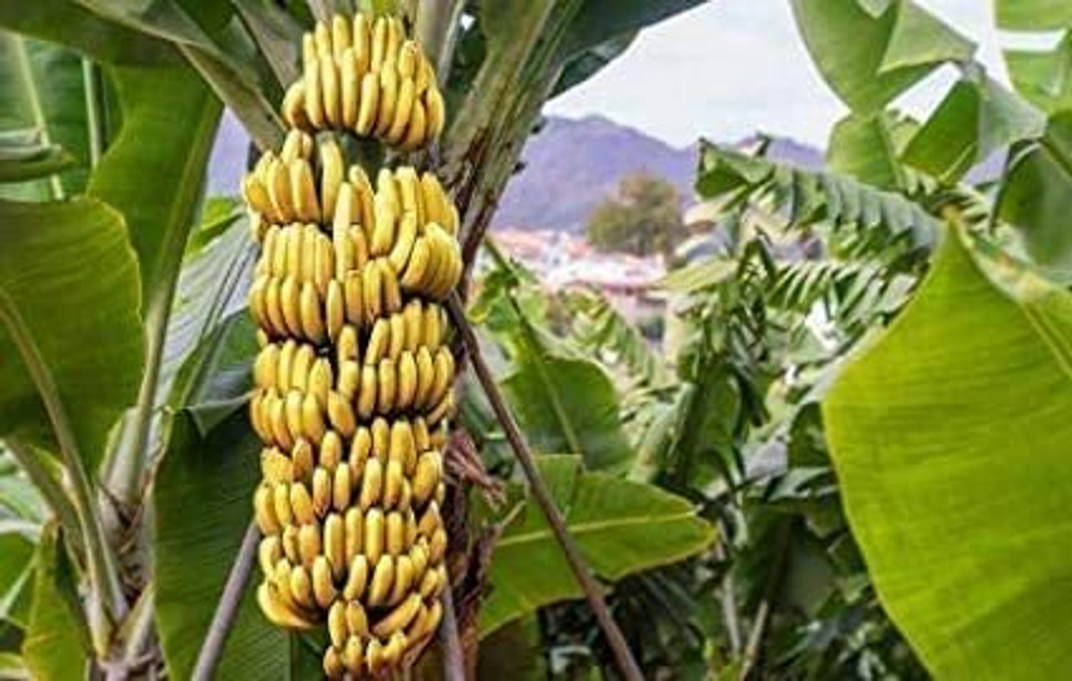 Image of Cloud Farm Banana Plant sapling