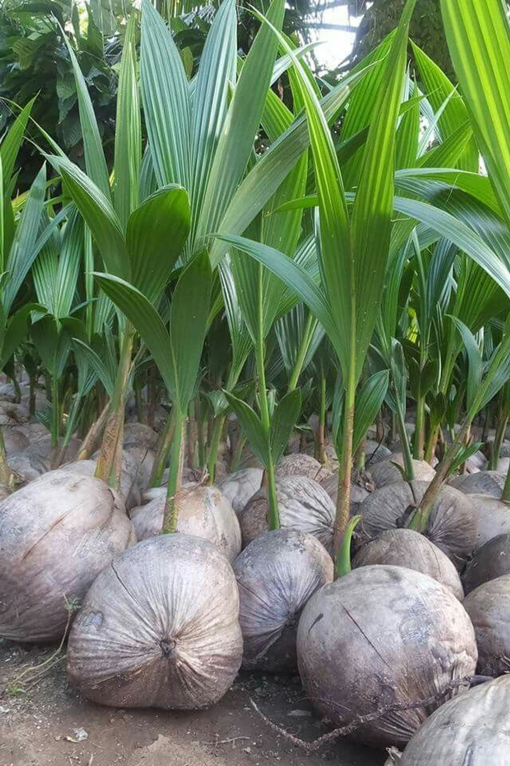 Image of ZivoGreen Coconut Plant sapling