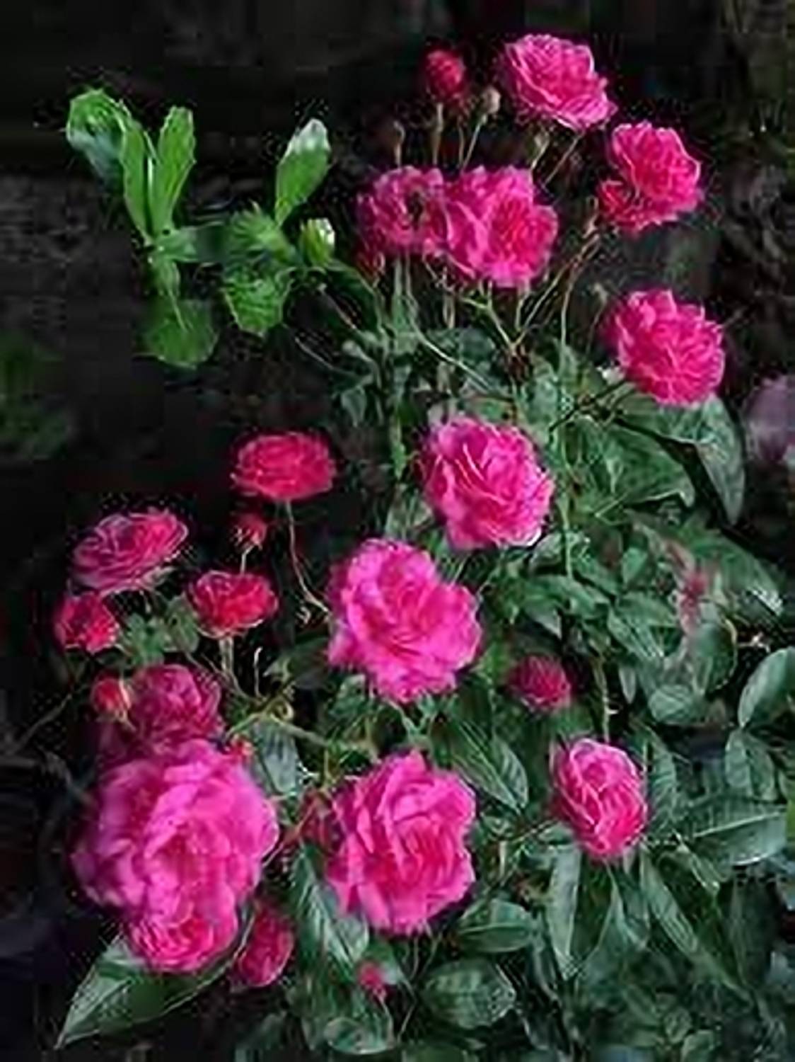 BREEZY BLOOMS Rose Plant sapling