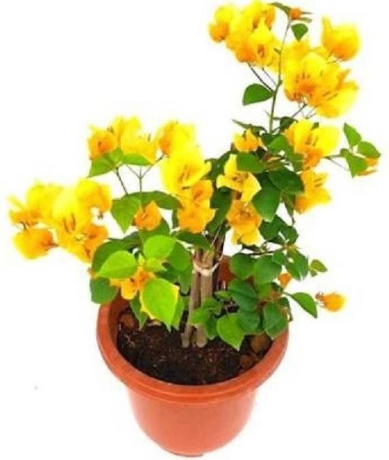 ARYAN EVERGREEN Bougainvillea Plant sapling