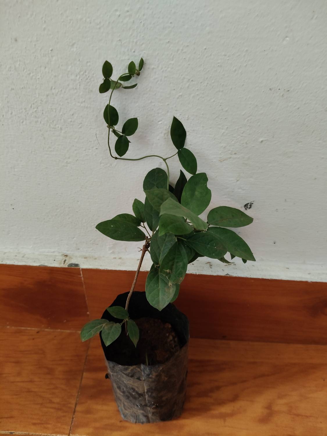 Hithaishi blooms Cat's Claw Plant Price in India - Buy Hithaishi