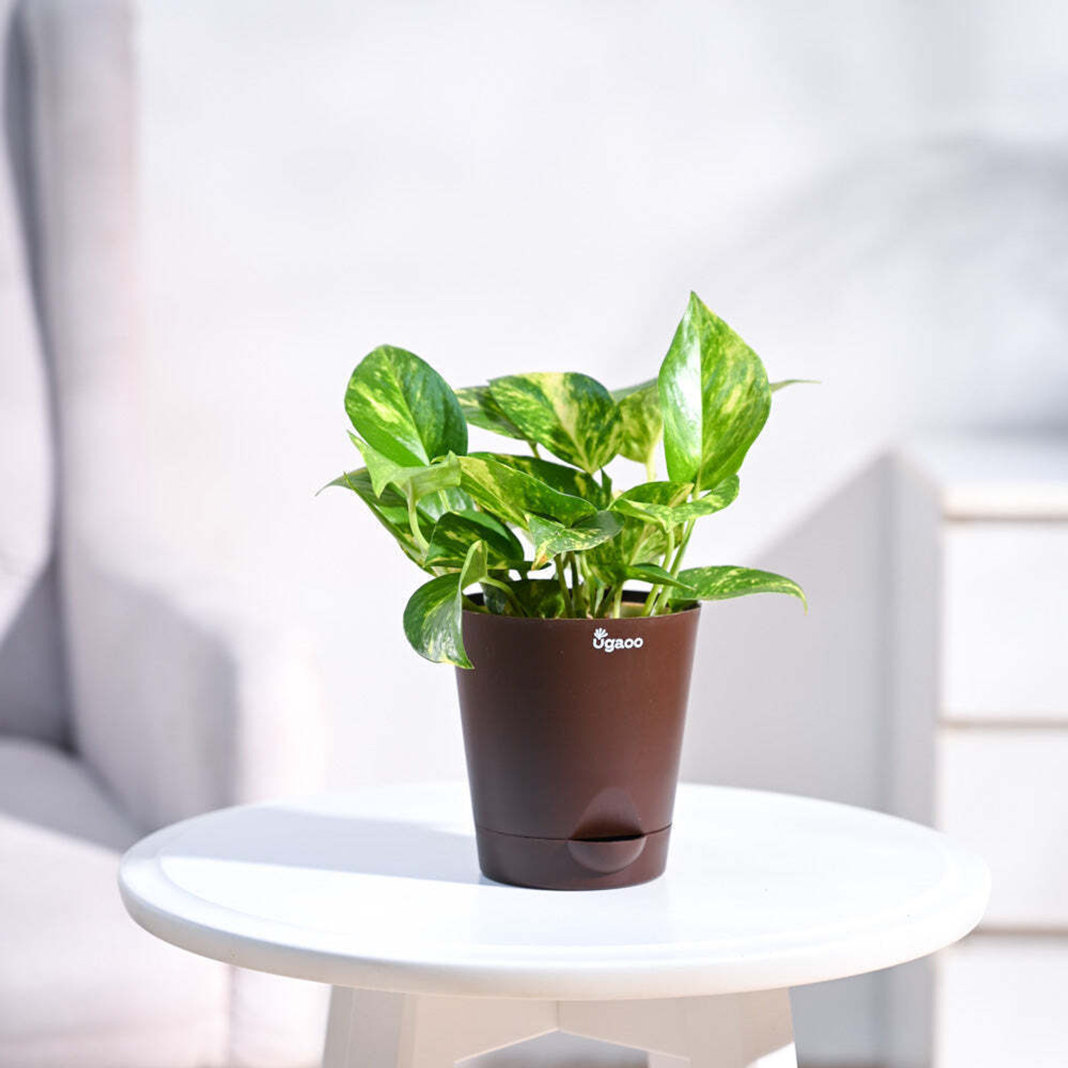 Image of UGAOO Variegated Money Plant sapling