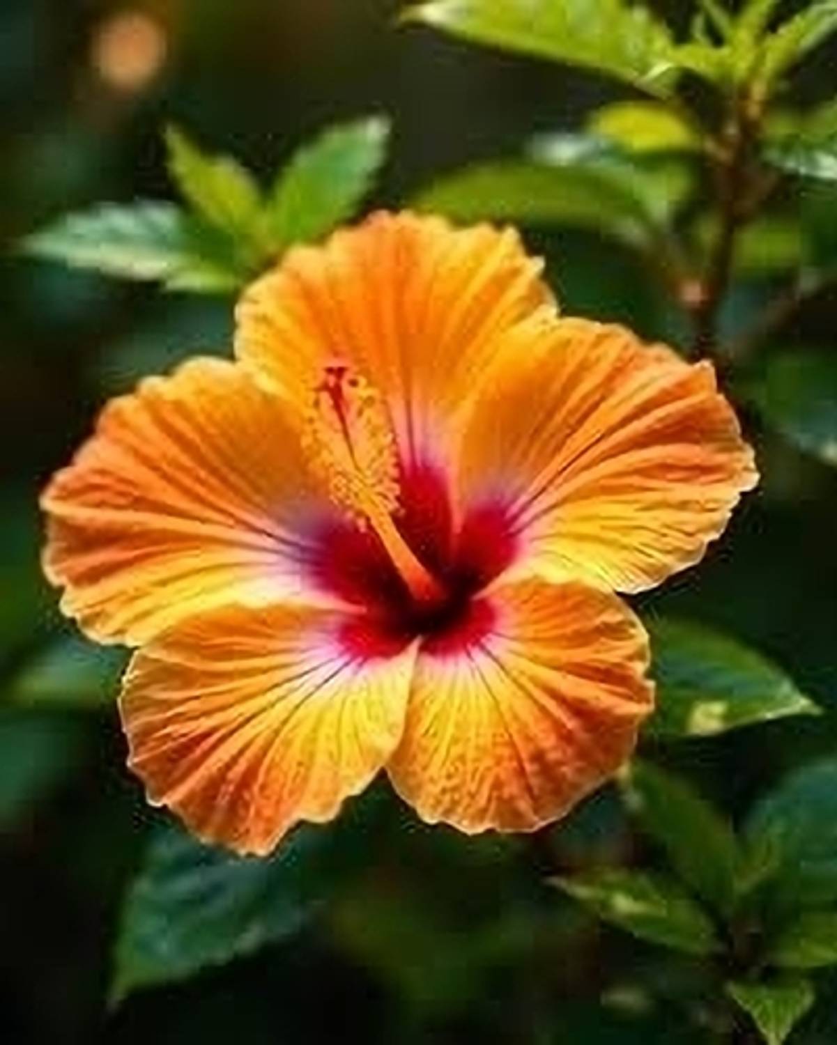 Joba Hibiscus Plant Price in India - Buy Joba Hibiscus Plant