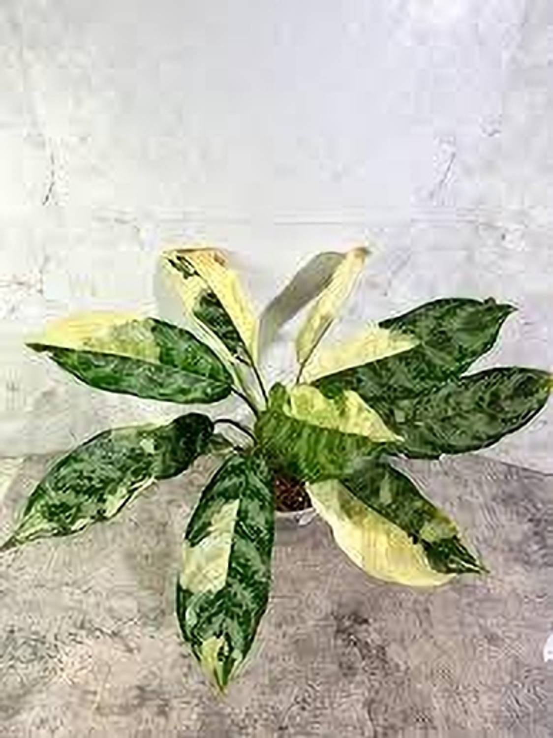 yes-annual-yes-aglaonema-