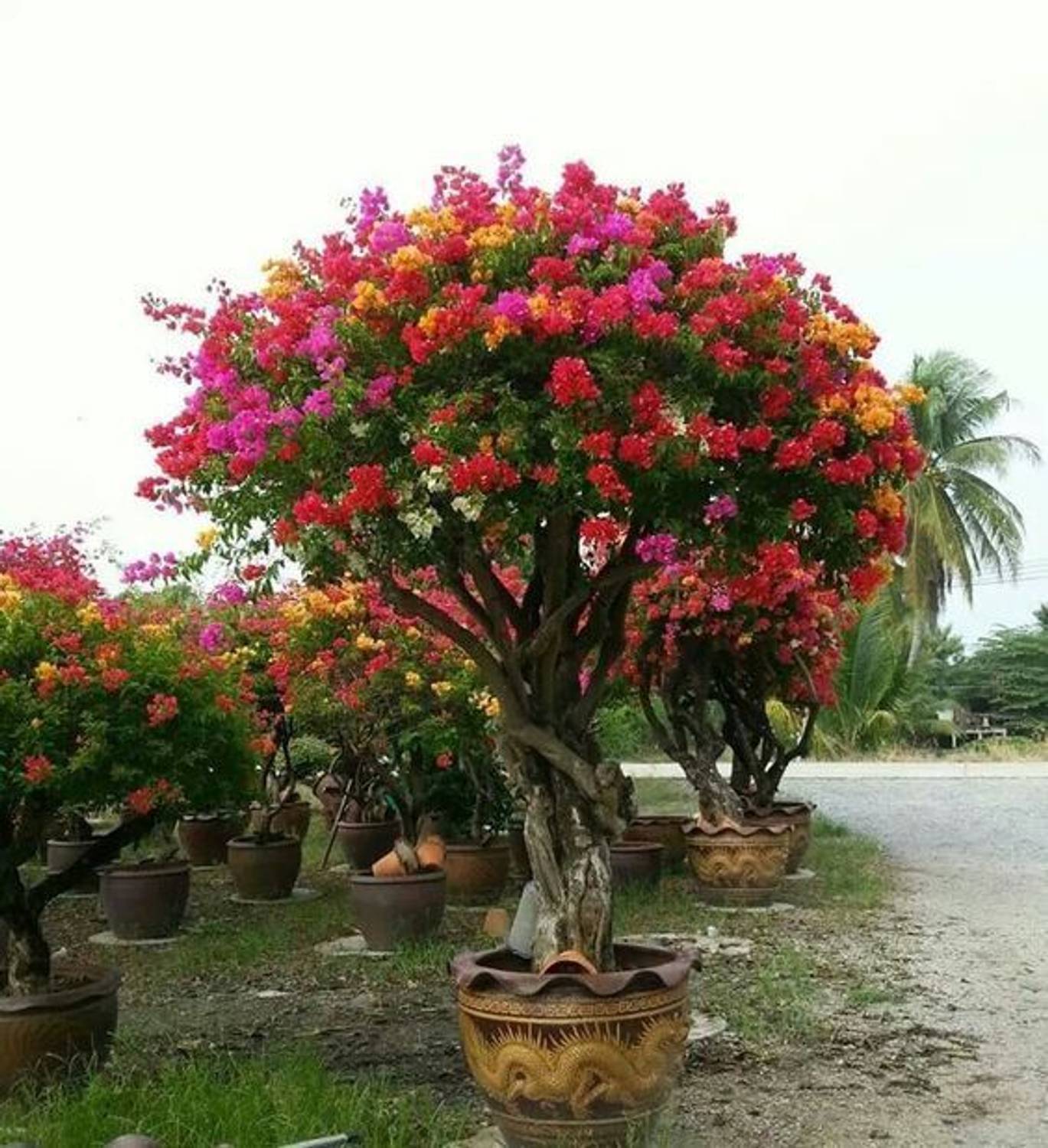 ANUSHKA GREEN BLISS Bougainvillea Plant sapling