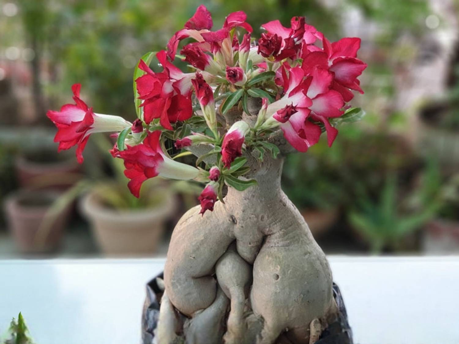 adenium Adenium Plant sapling