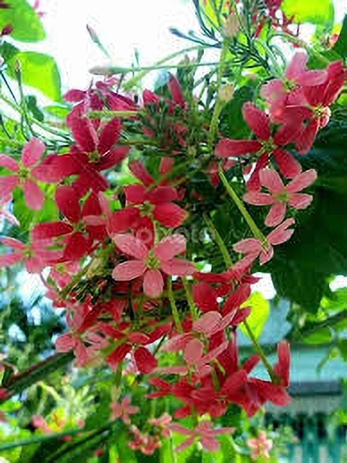 ALOCHUZ Madhumalti/Rangoon Creeper sapling