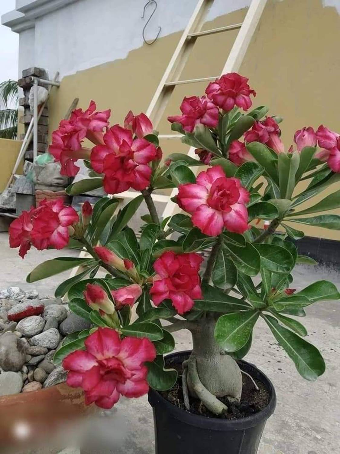 adeniumplant Adenium Plant sapling
