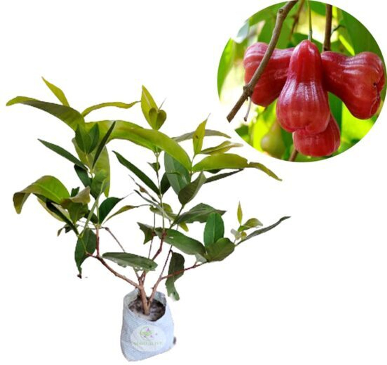 Image of EDEN OF EARTH Water Apple Red Plant