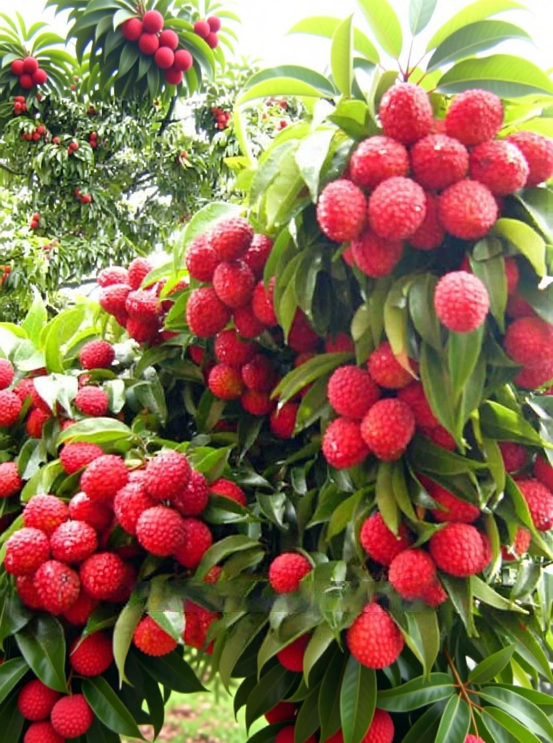 Image of Fruitful Litchi Plant sapling
