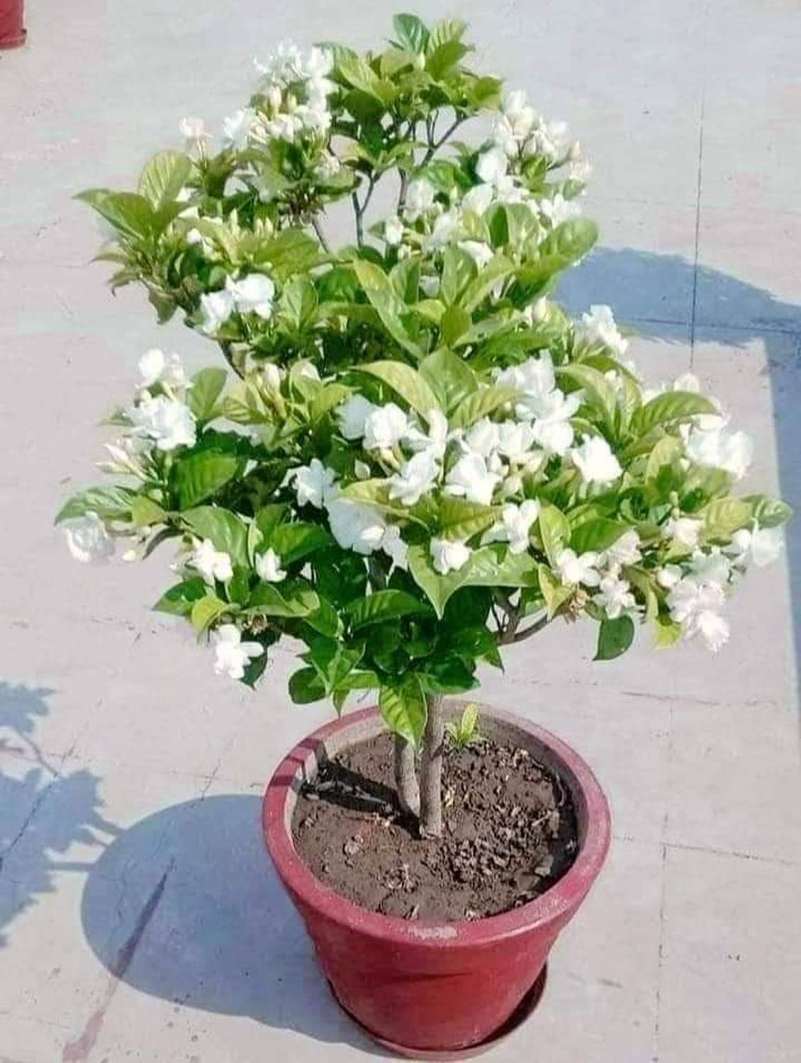 JASMINE Jasmine Plant Price in India - Buy JASMINE Jasmine Plant
