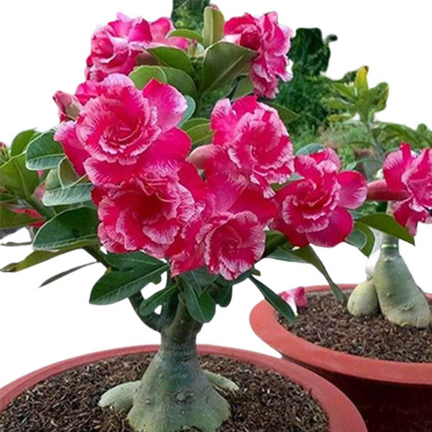 ADENIUM FLOWER PLANT Adenium Plant sapling