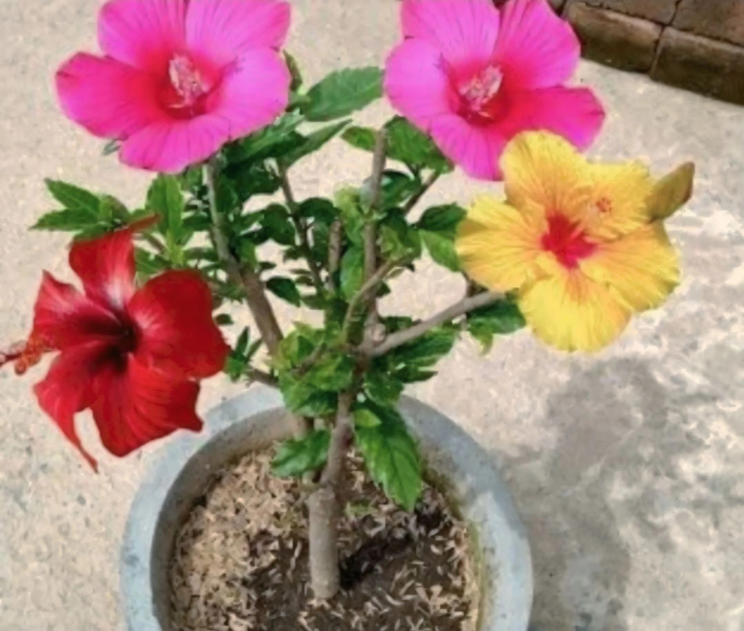 Image of Cloud Farm Hibiscus Plant sapling