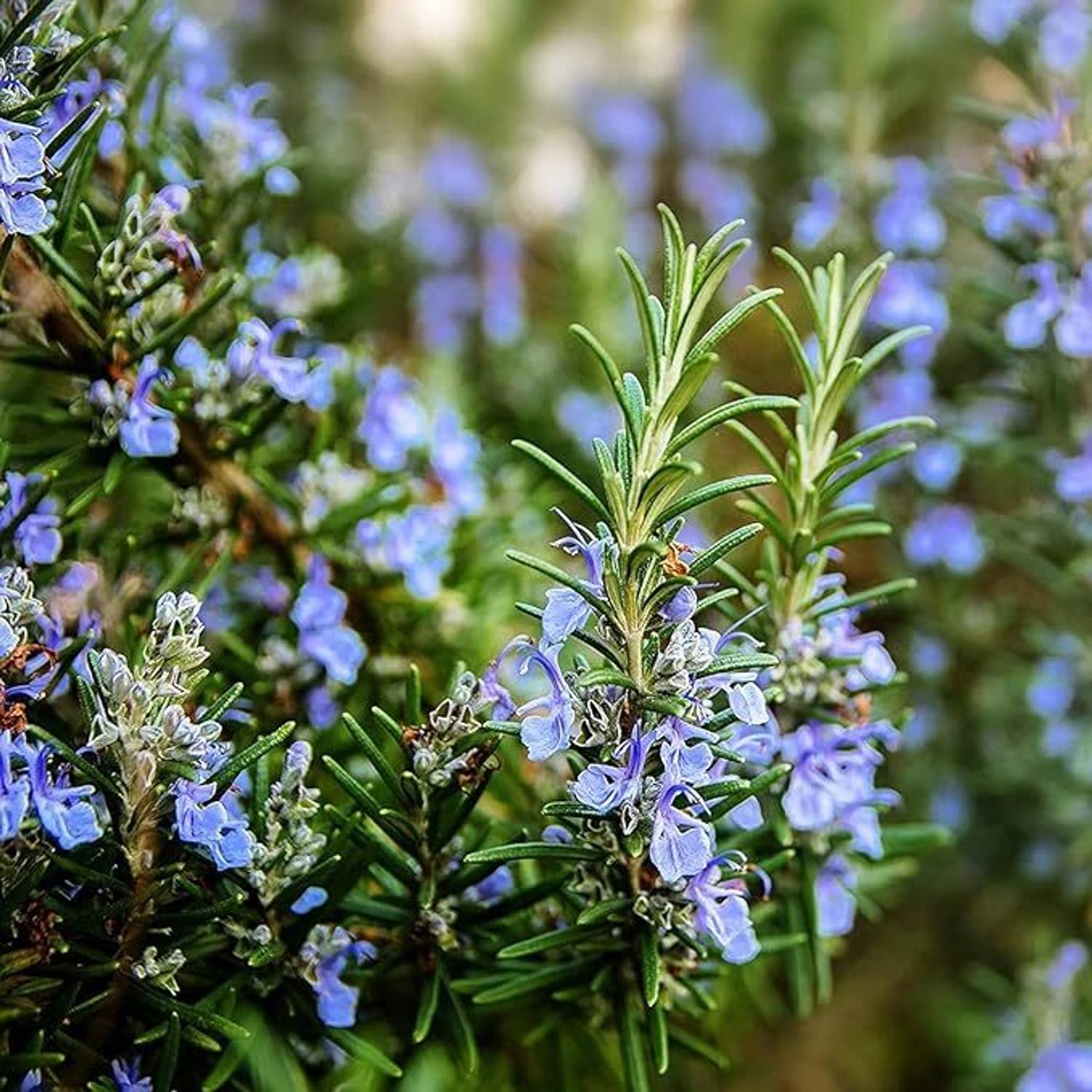 アクセサリー Rosemary BloomiX Rosemary Plant Price in India - Buy BloomiX Rosemary Plant