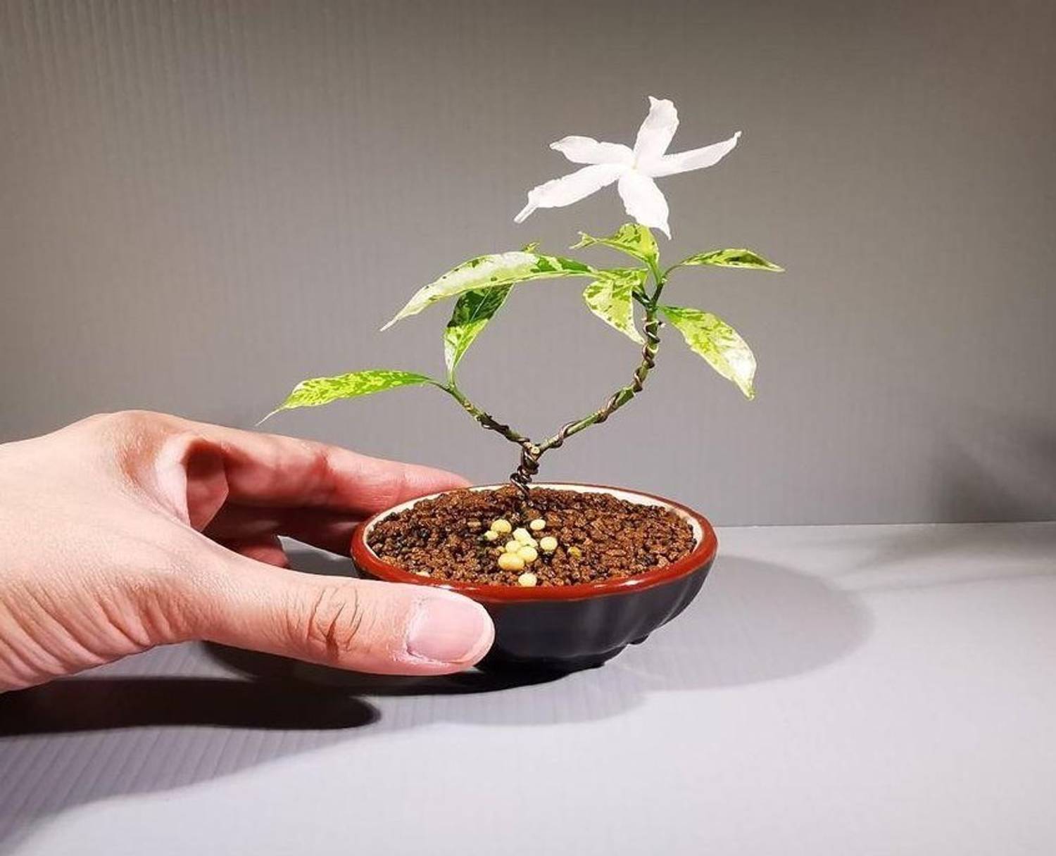 【Jasmine様】専用 Buy Jasmine Plant online at best price | Snehalata Akash Meshram