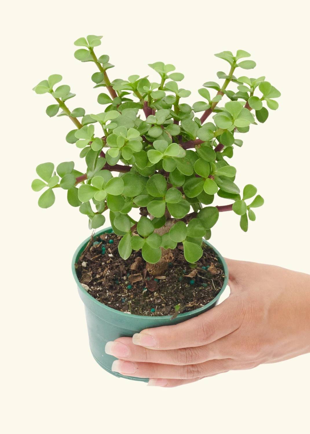 Aclipastal Jade Plant sapling