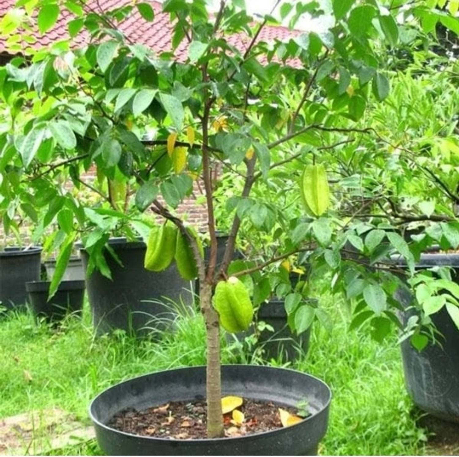 Aaranyaa enterprises Star Fruit Plant  sapling