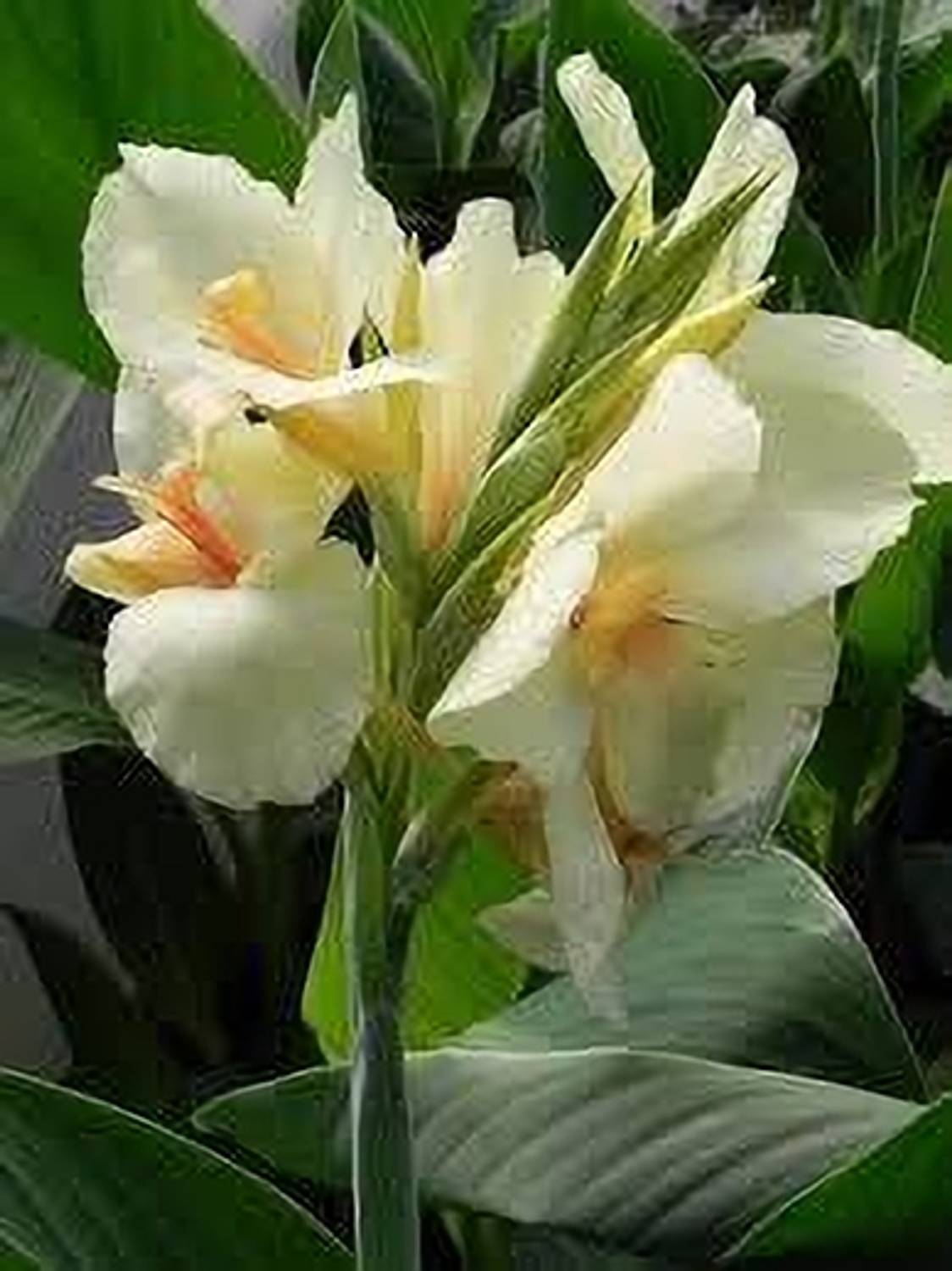 AICHPLANTSEED Canna Lily Plant  sapling